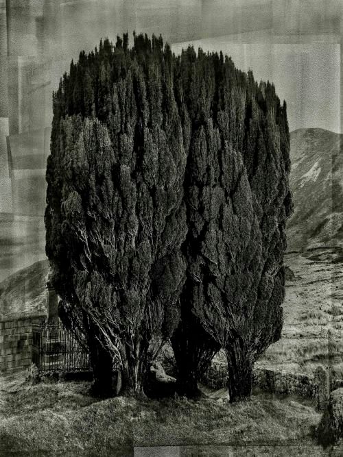 joeinct:

Trees, Isle of Skye, Scotland, Photo by Albert Watson,