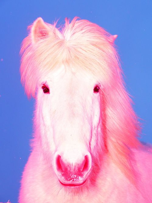 Sasha Elage doesn’t edit his technicolour portraits of horses, h