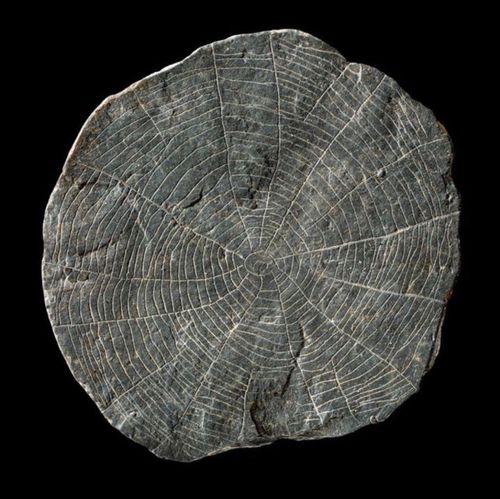 5000 year old &ldquo;spider stone&rdquo; from Denmark