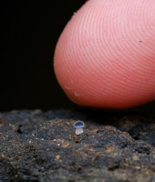 近藍蓋小菇 Mycena Subcyanocephala fungi translates to the &ldquo;blue